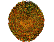 Network Graph -  Peer to Peer File Sharing Network Zoomed In - Oranges